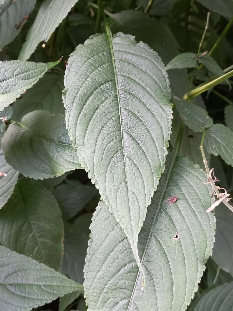 Strobilanthes glutinosa — houseplant care guide