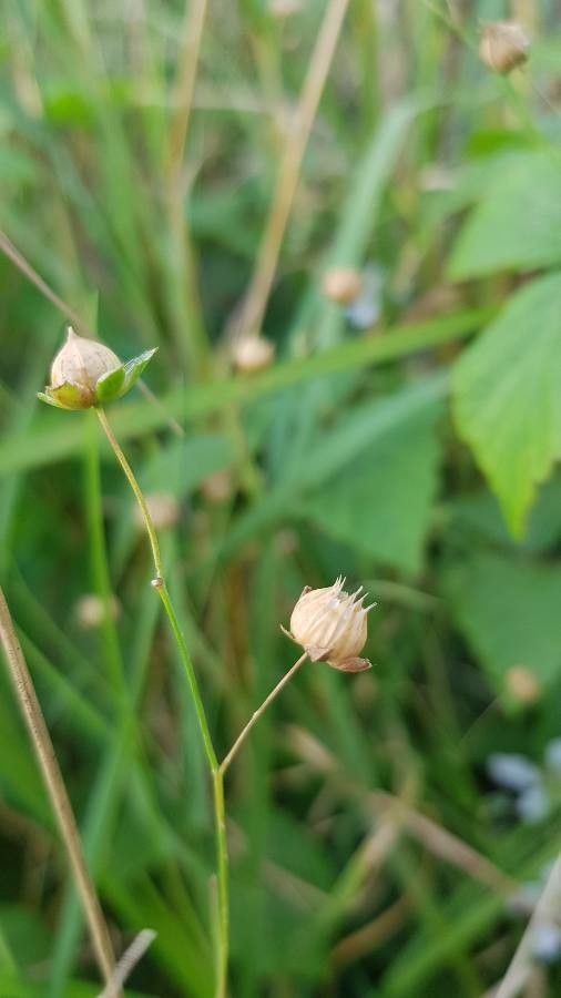 Linum leonii fruit