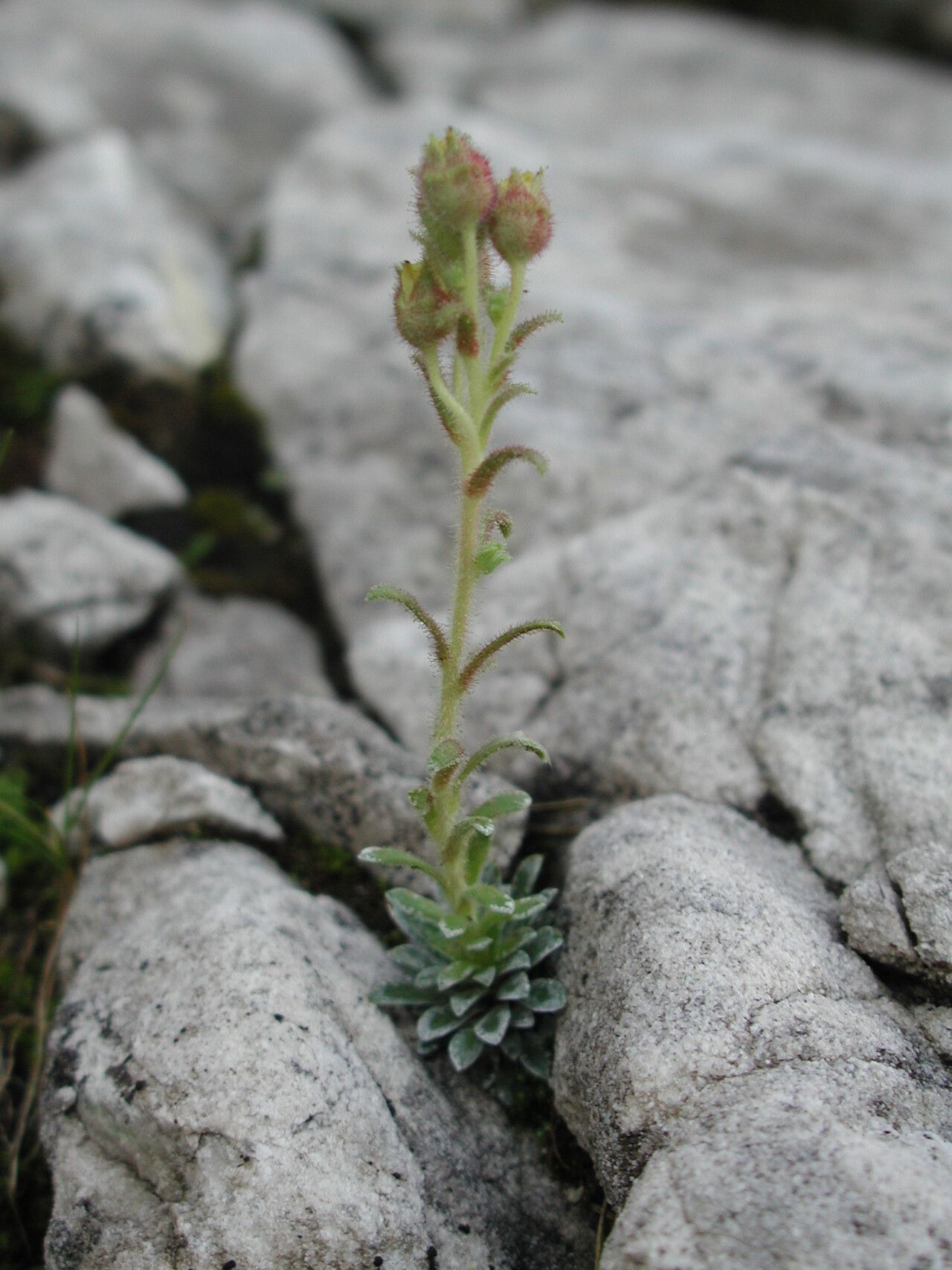 Saxifraga luteoviridis — houseplant care guide