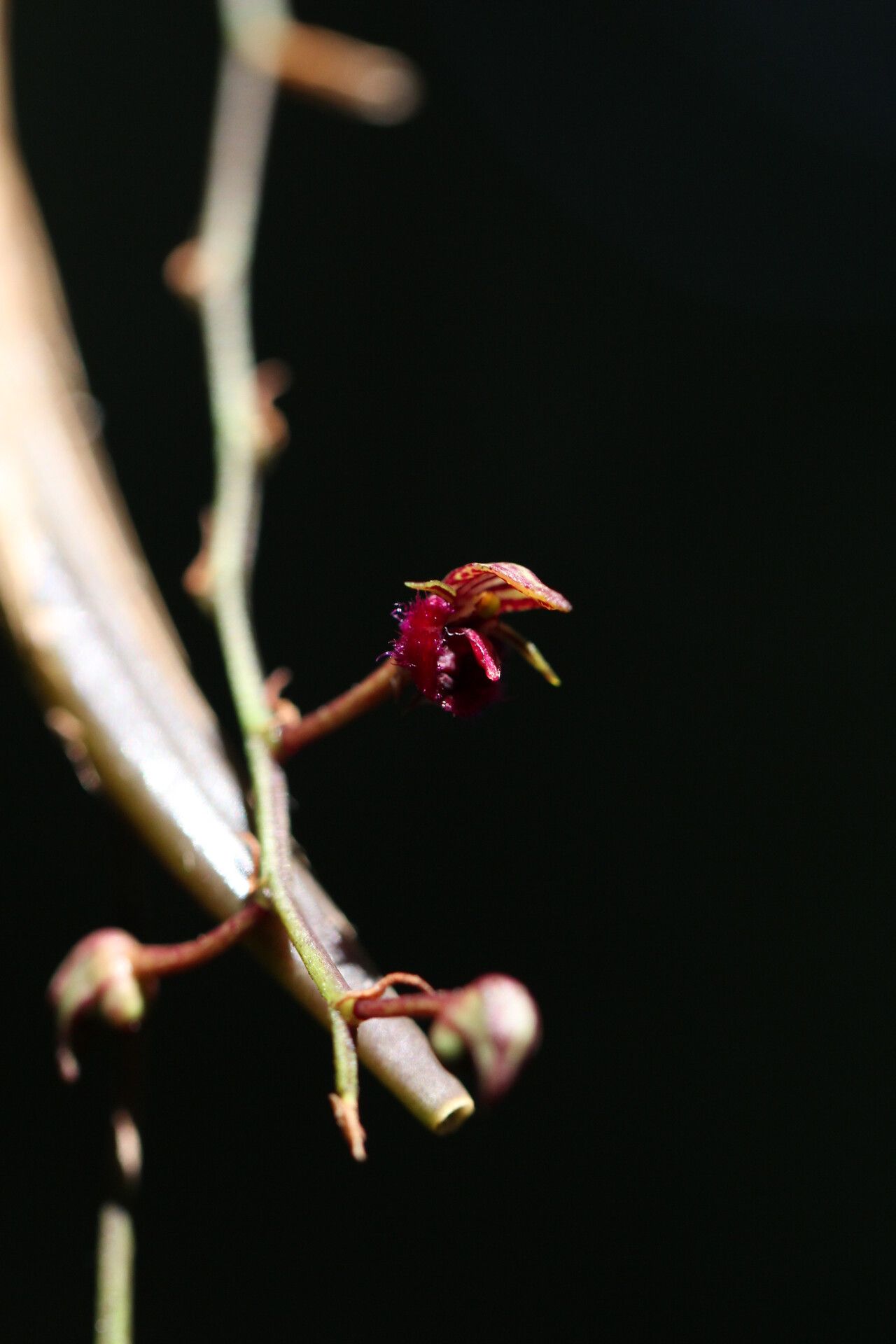 Bulbophyllum fayi flower