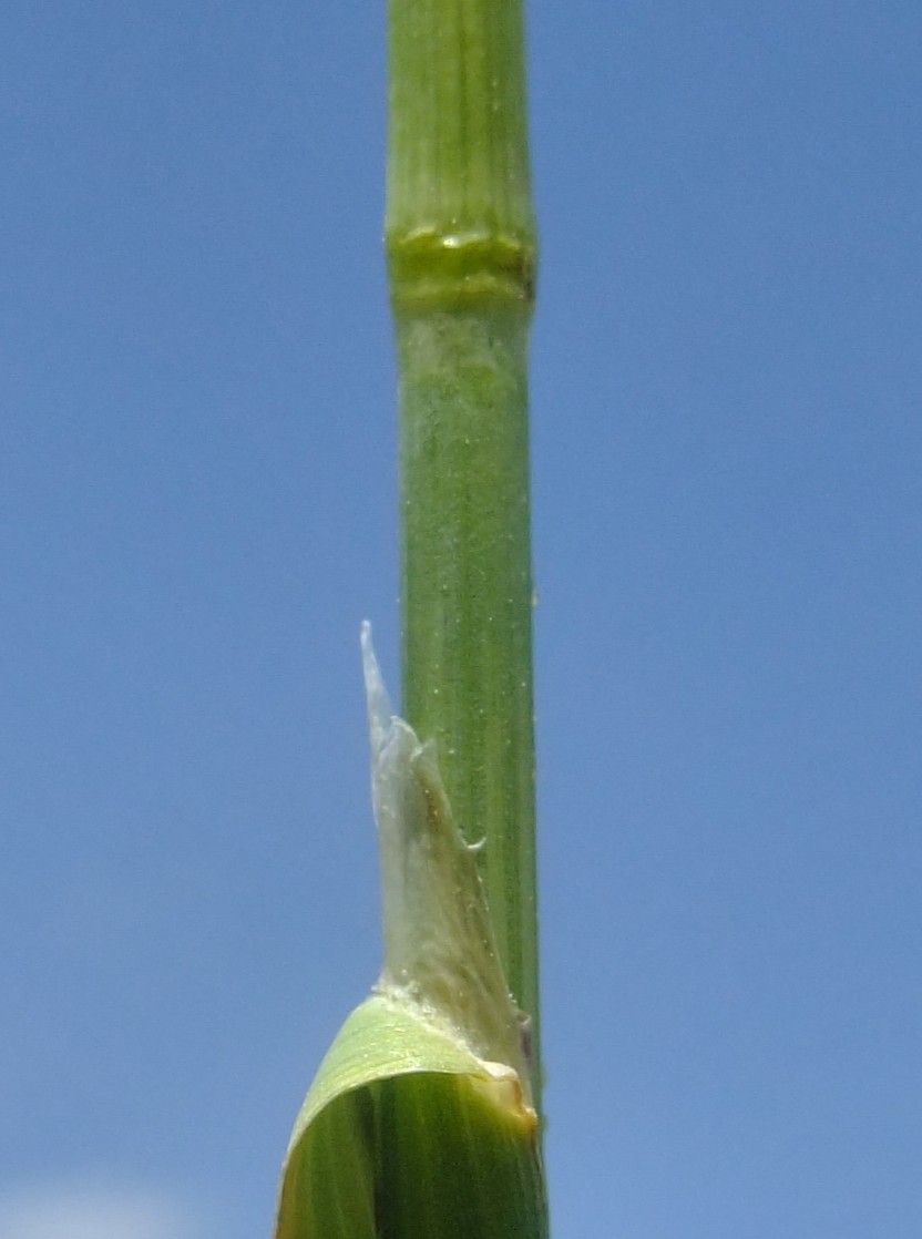 Helictotrichon sedenense bark