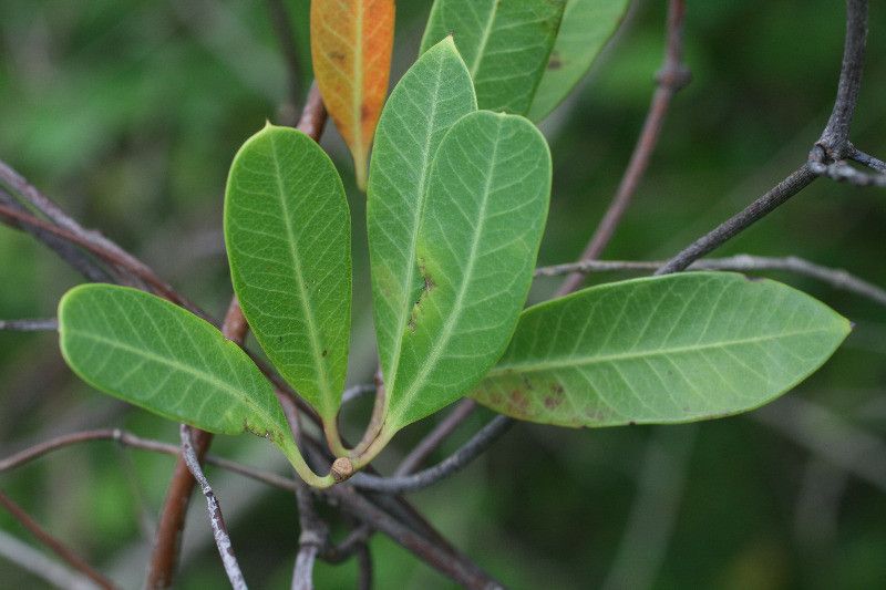 Rhabdadenia biflora leaf