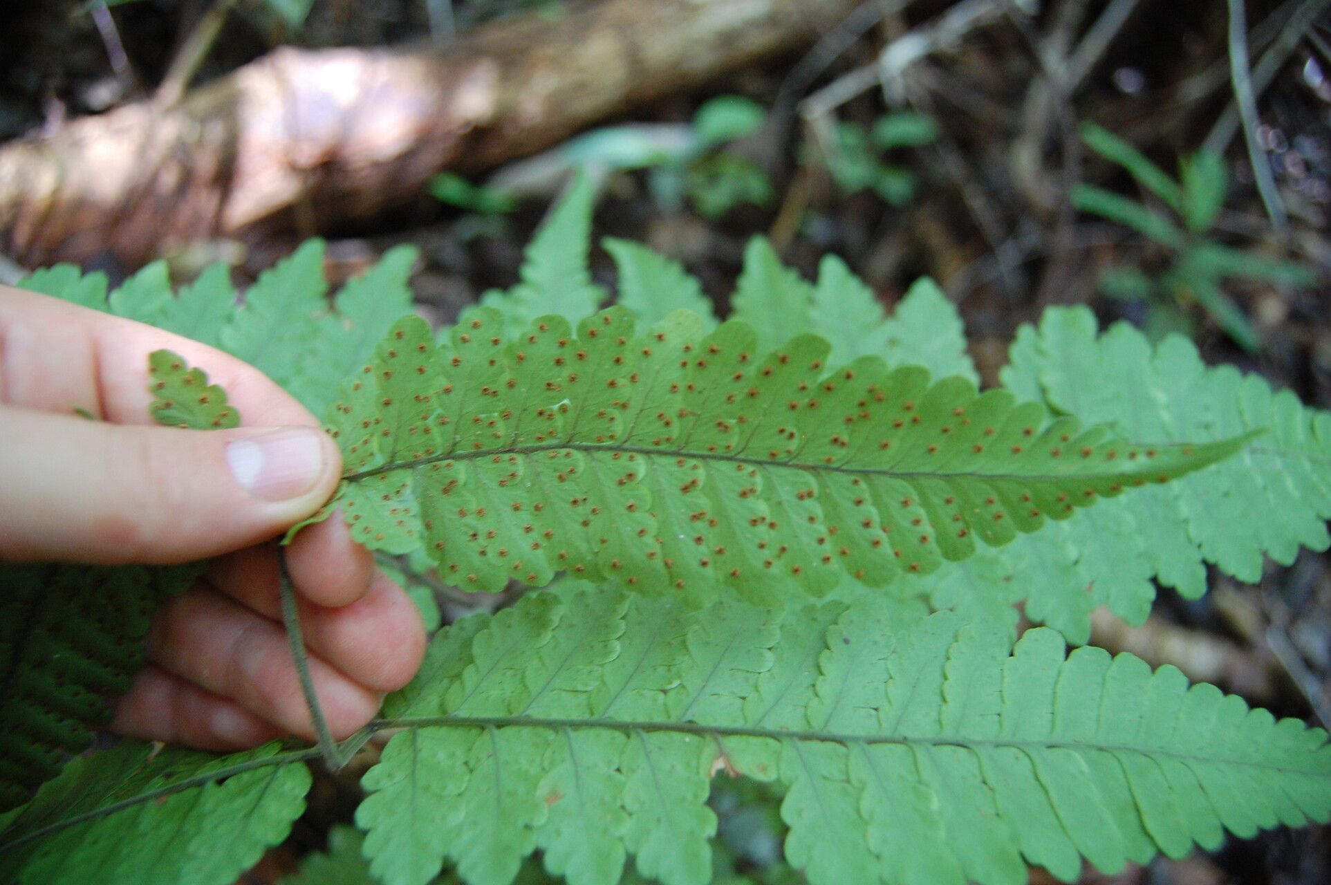 Triplophyllum dicksonioides — related species from the same genus