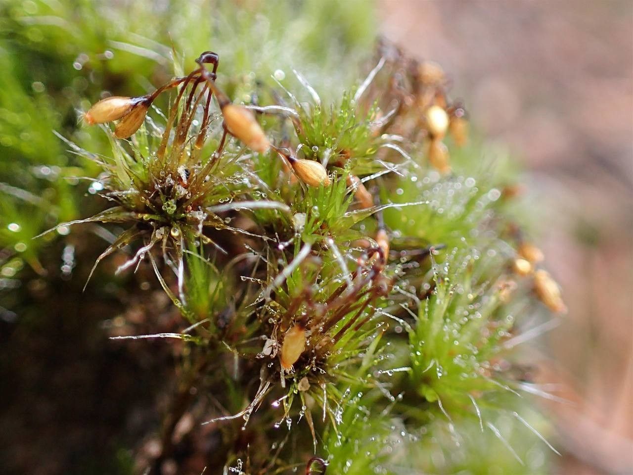 Campylopus introflexus fruit