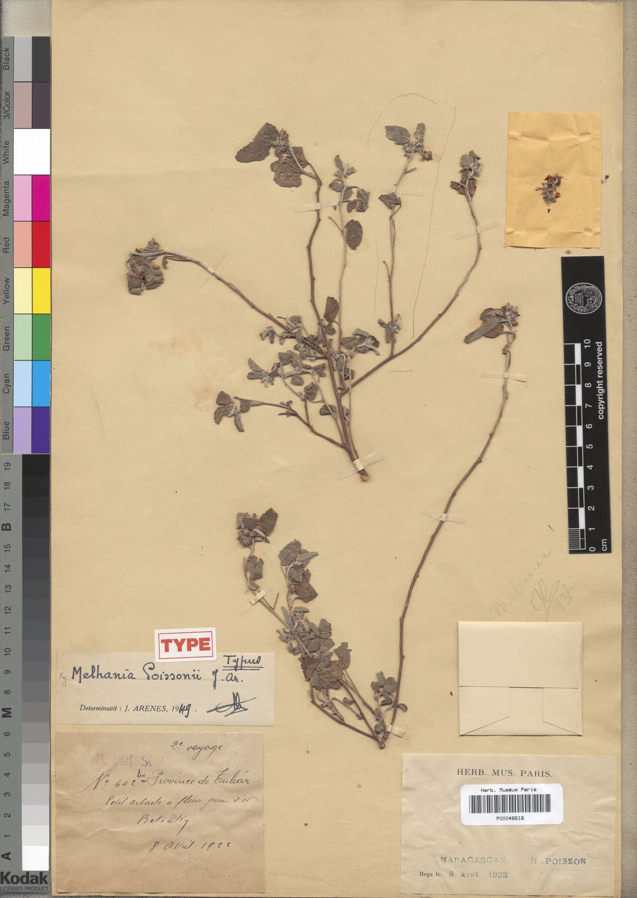 Melhania poissonii — houseplant care guide