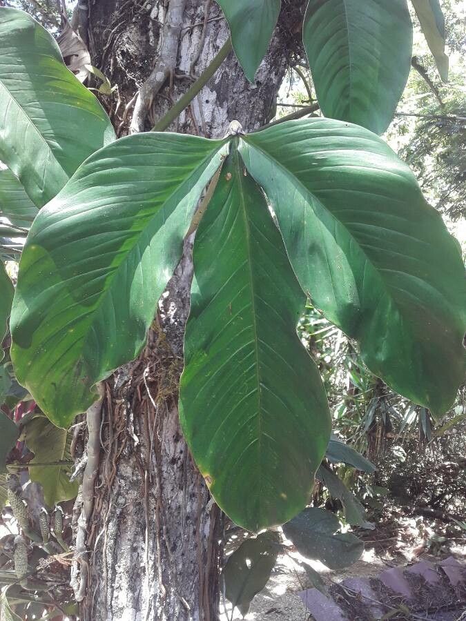 Philodendron tripartitum leaf