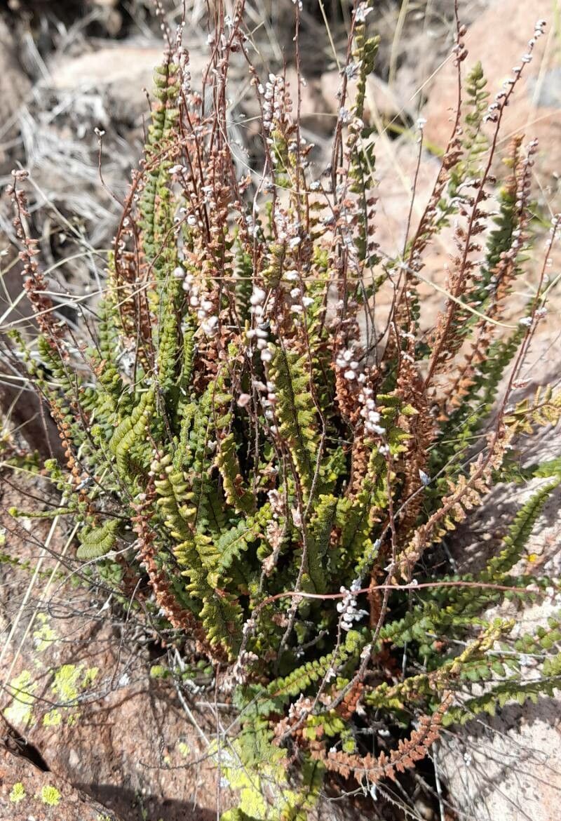 Cheilanthes micropteris habit
