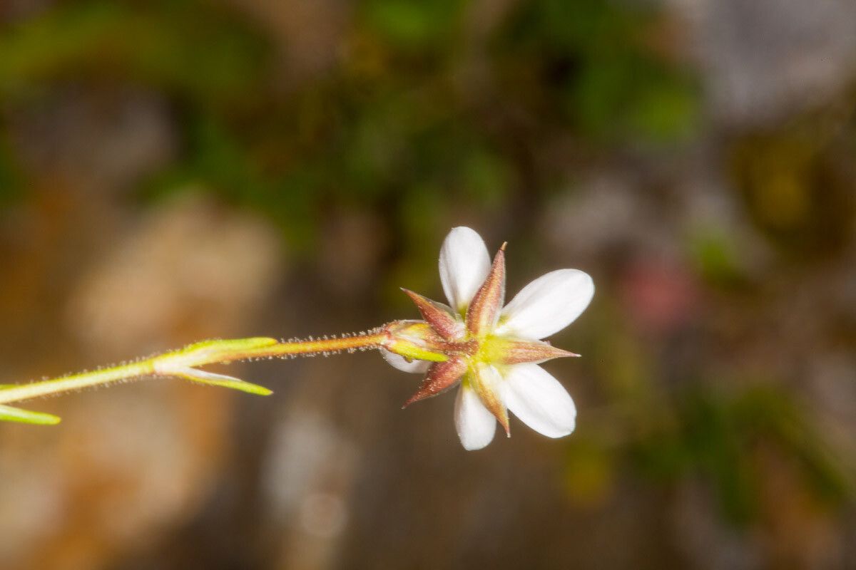 Minuartia recurva bark