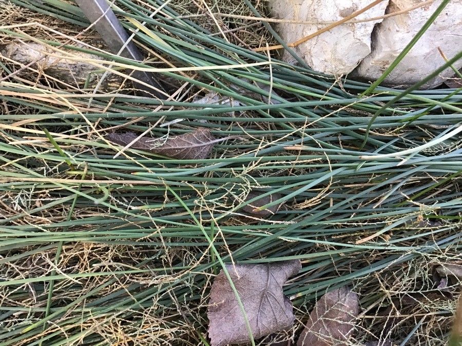 Eleocharis palustris — soil improver houseplant