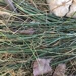 Eleocharis palustris