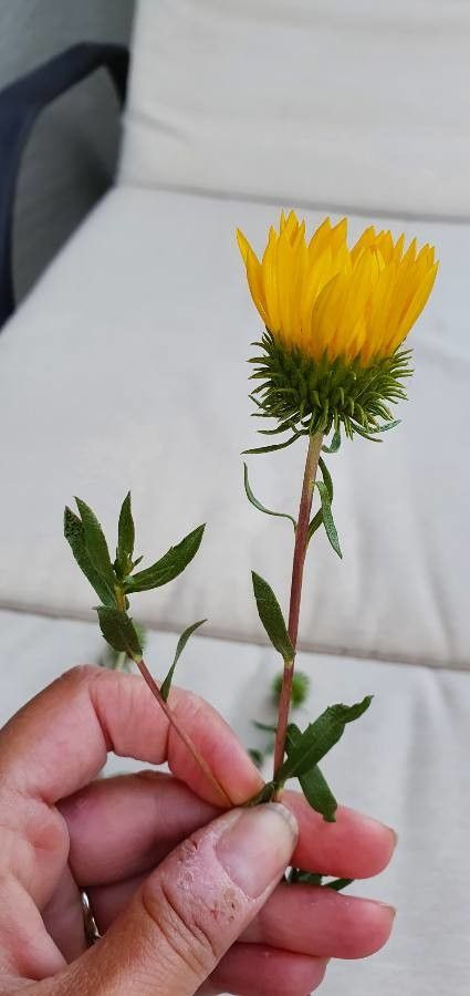 Grindelia camporum flower
