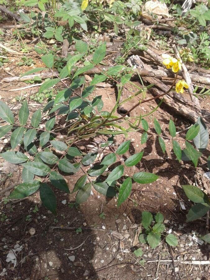 Senna septemtrionalis flower