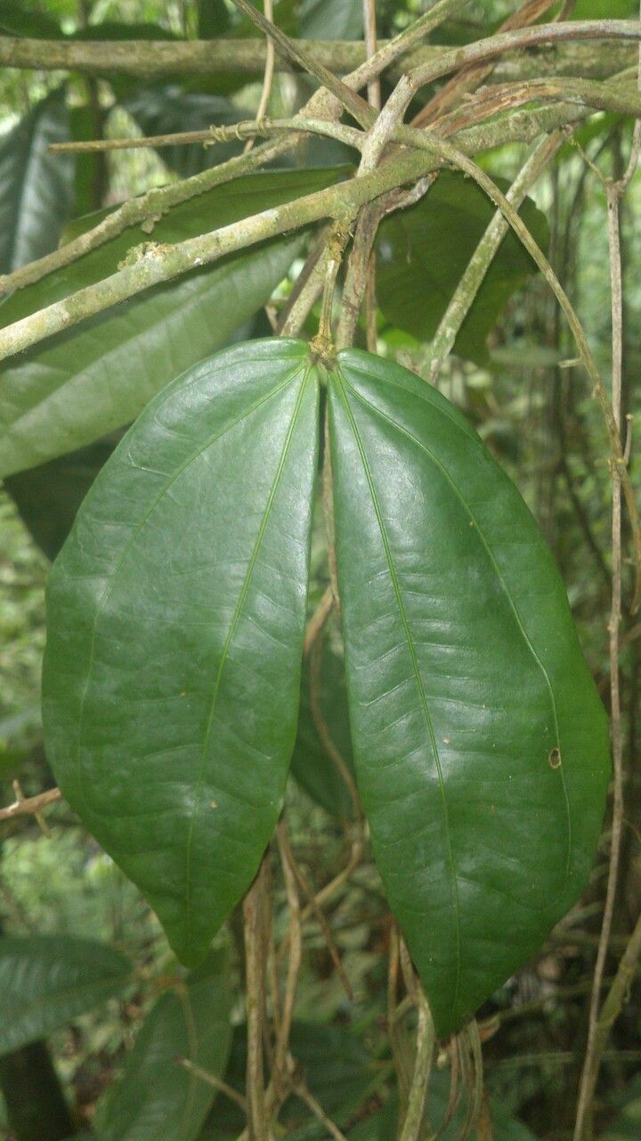 Calliandra brenesii leaf