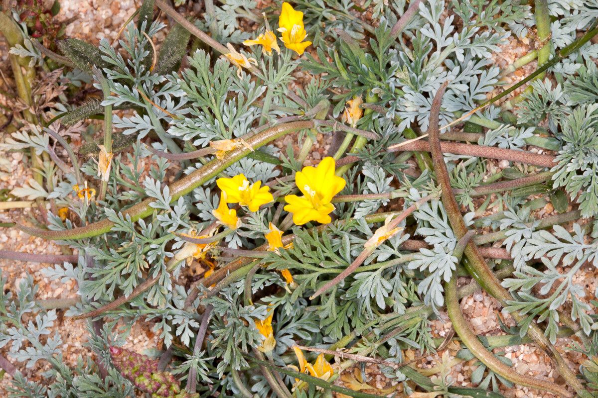 Hypecoum procumbens — search result for 'Papaveraceae'