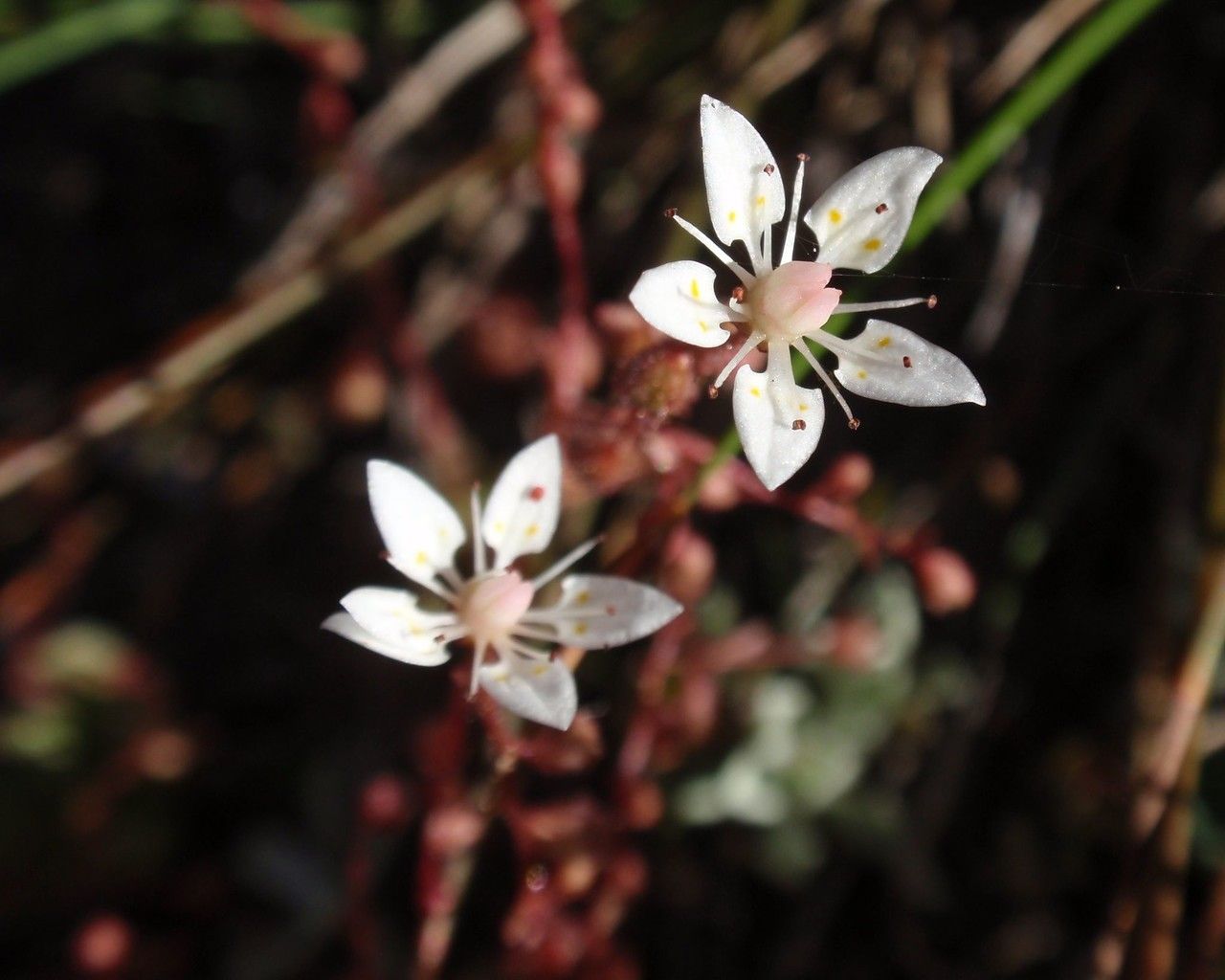 Micranthes bryophora — related species from the same genus