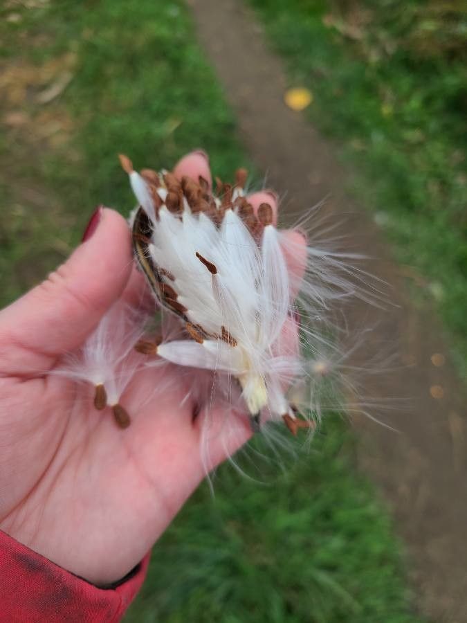 Asclepias verticillata flower