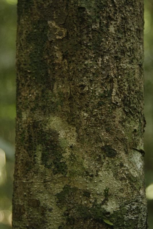 Drypetes fanshawei bark