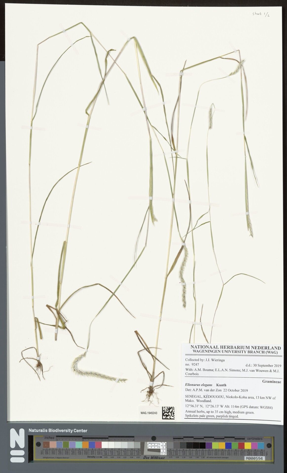 Elionurus elegans — related species from the same genus