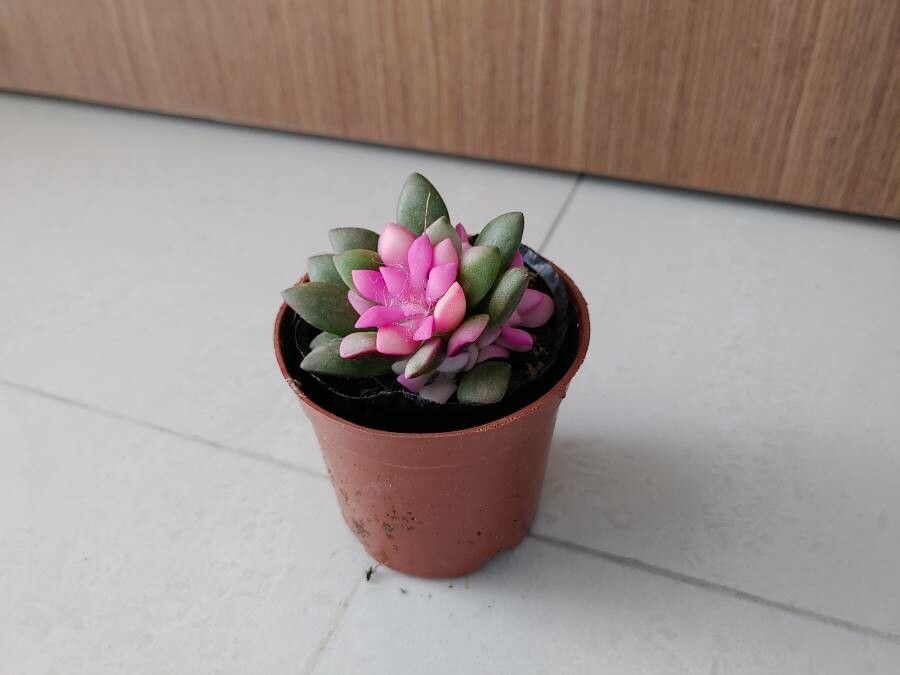 Anacampseros telephiastrum bark