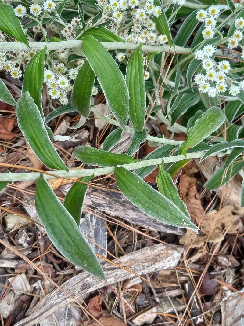 Anaphalis transnokoensis — search result for 'Anaphalis'