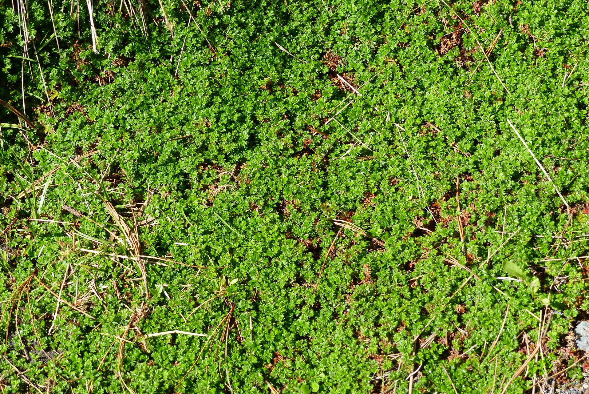 Alchemilla procumbens leaf