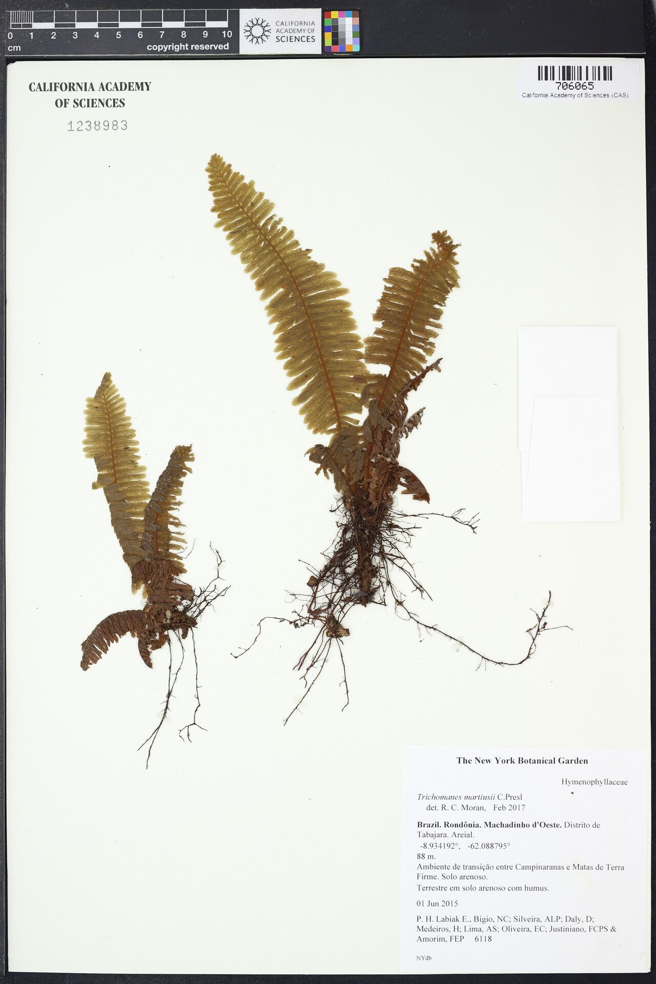 Trichomanes martiusii other