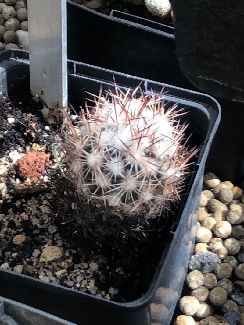 Escobaria robbinsorum — houseplant care guide