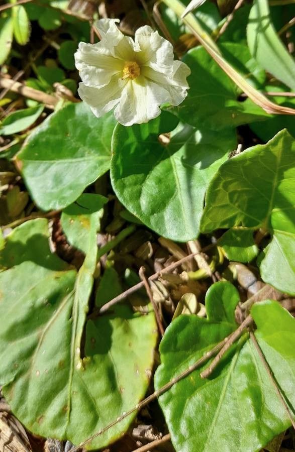 Lycianthes asarifolia habit