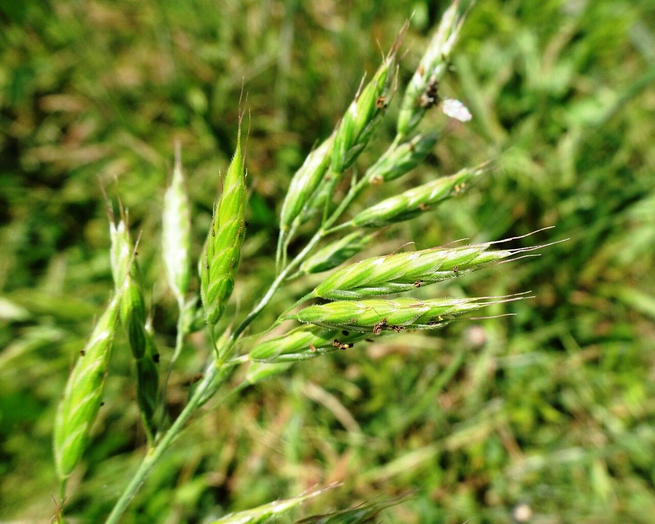 Bromus hordeaceus flower