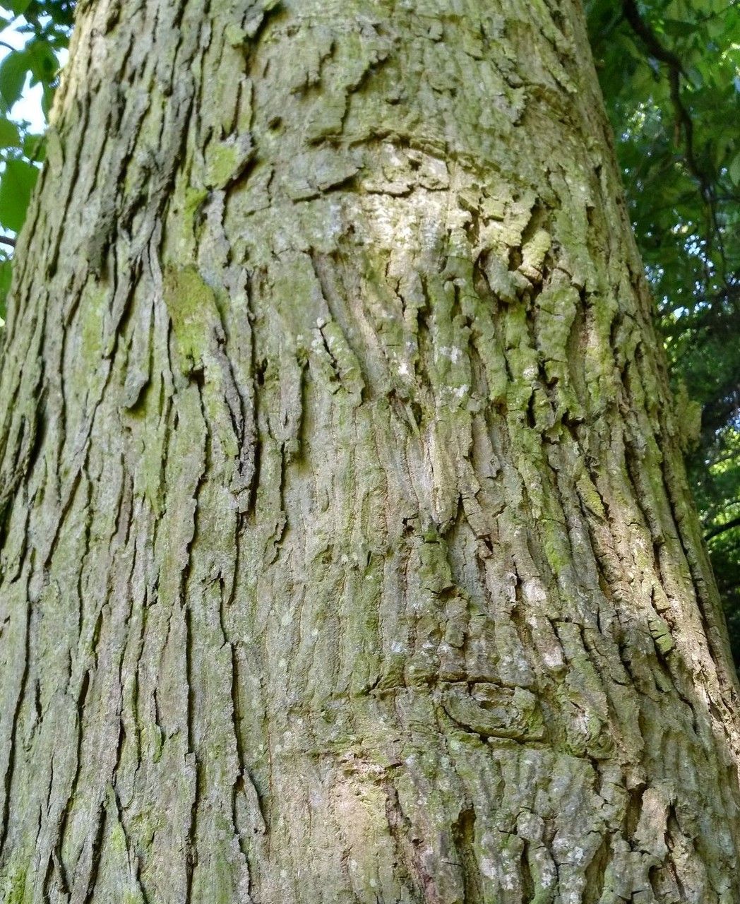 Carya alba bark