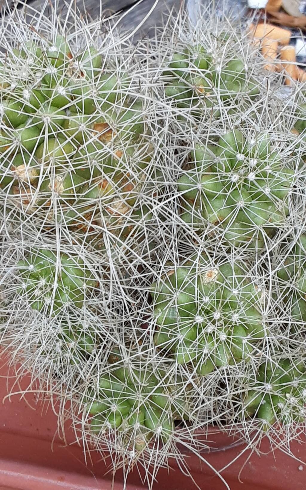 Cochemiea pondii other