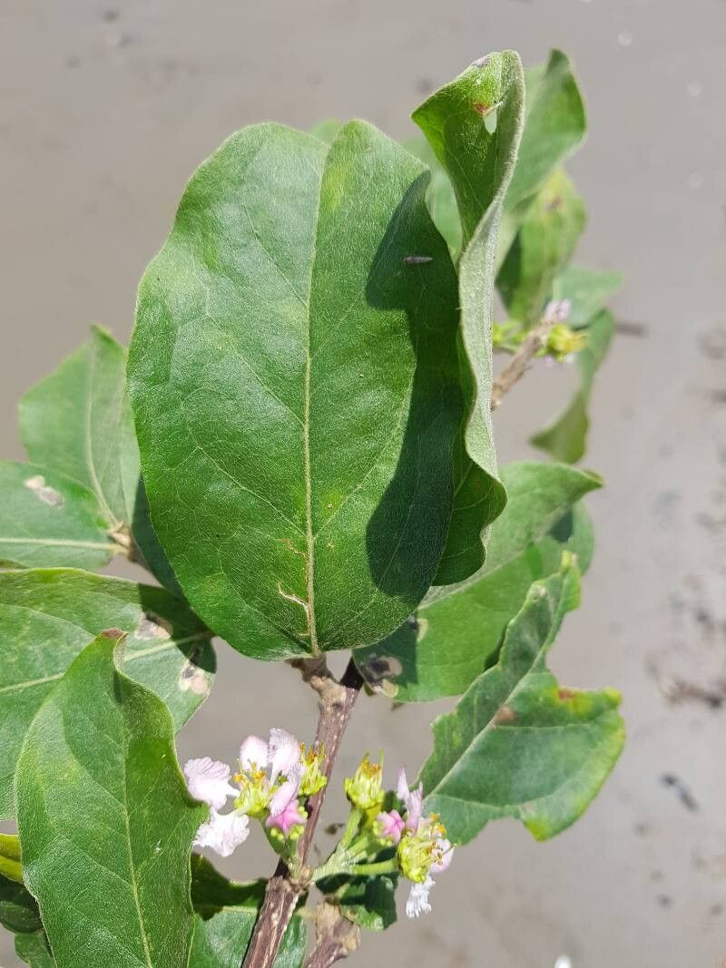 Malpighia stevensii — houseplant care guide