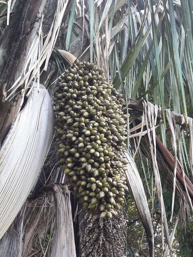 Attalea rostrata fruit
