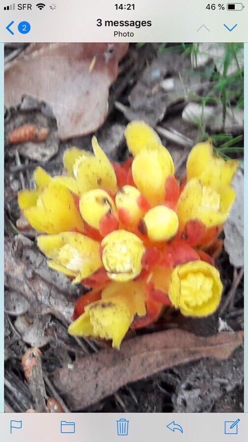 Cytinus hypocistis flower