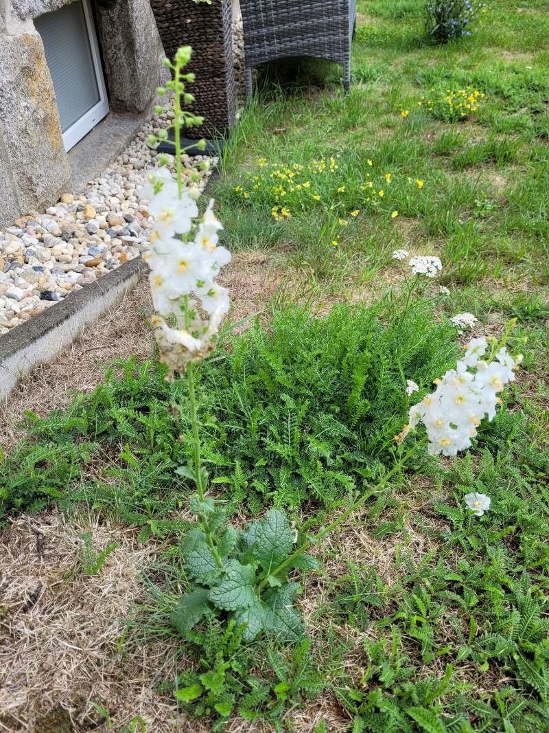 Verbascum glandulosum — search result for 'Verbascum'