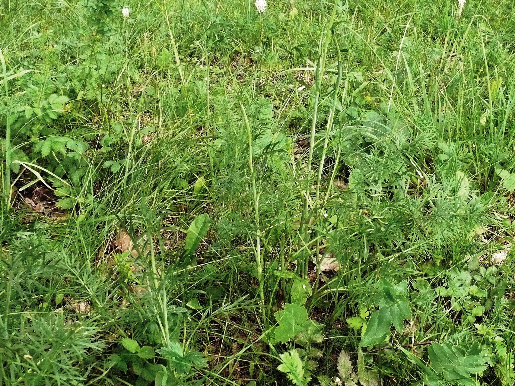 Peucedanum carvifolia leaf