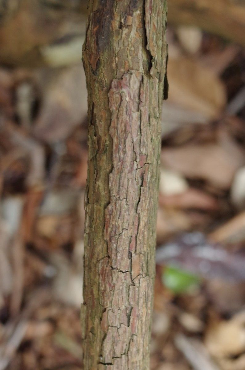 Rhododendron macabeanum bark