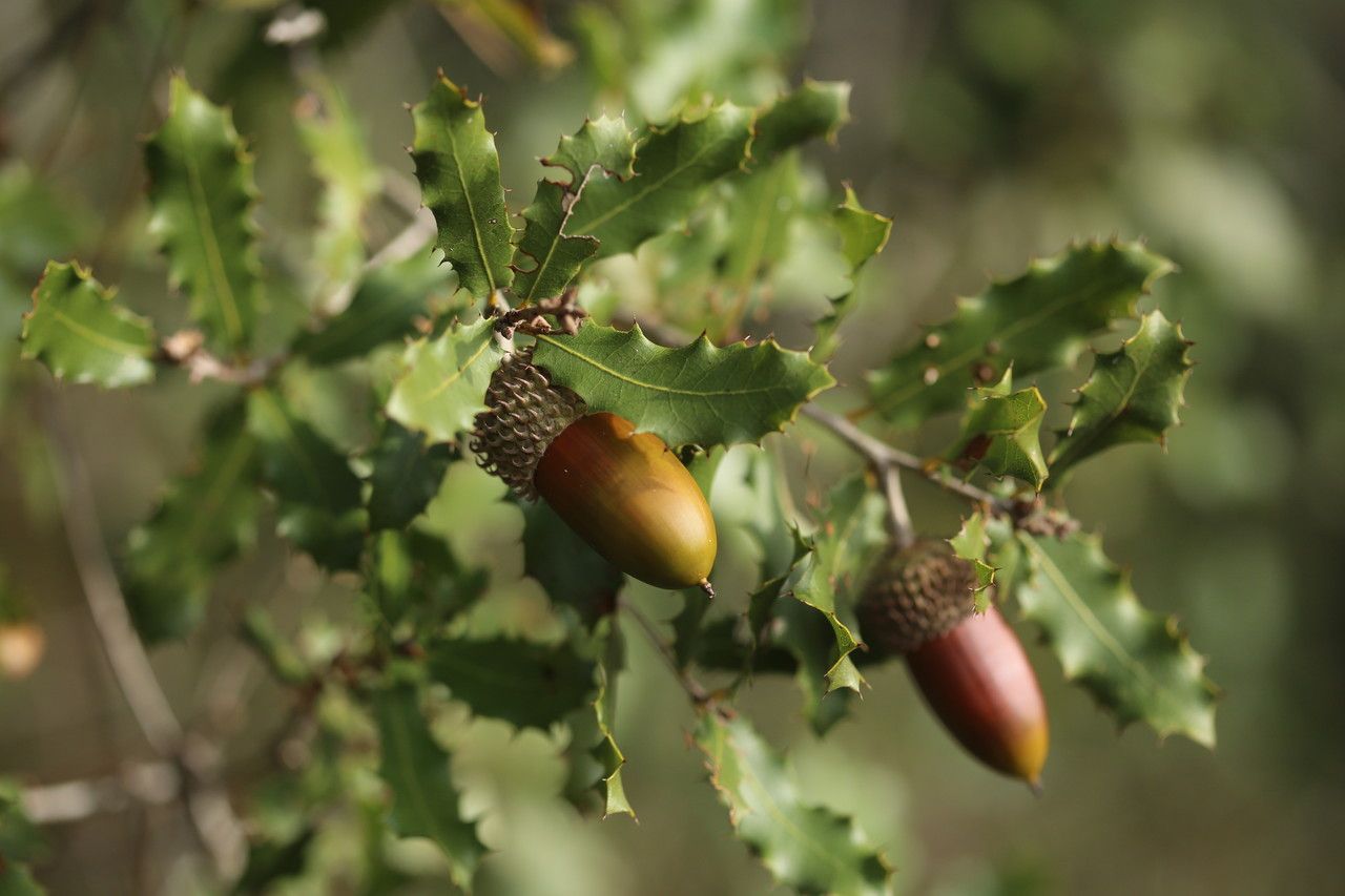 Quercus turbinella fruit