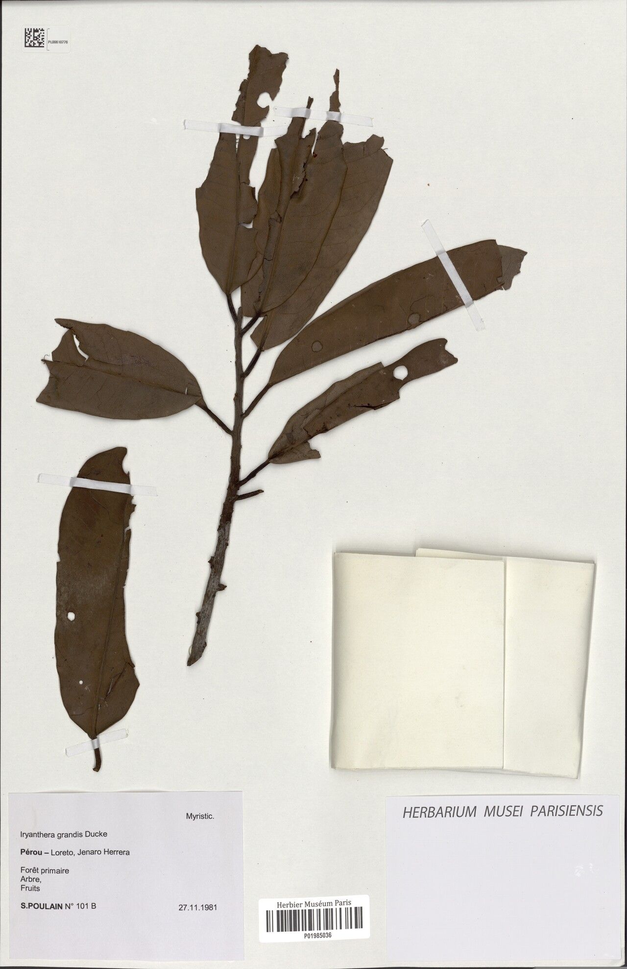 Iryanthera grandis leaf