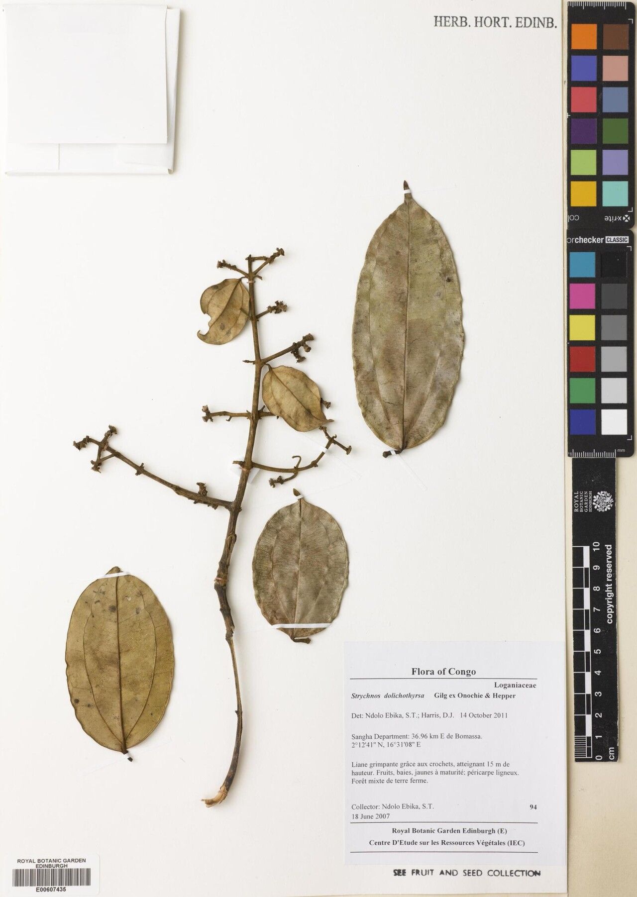 Strychnos dolichothyrsa — houseplant care guide