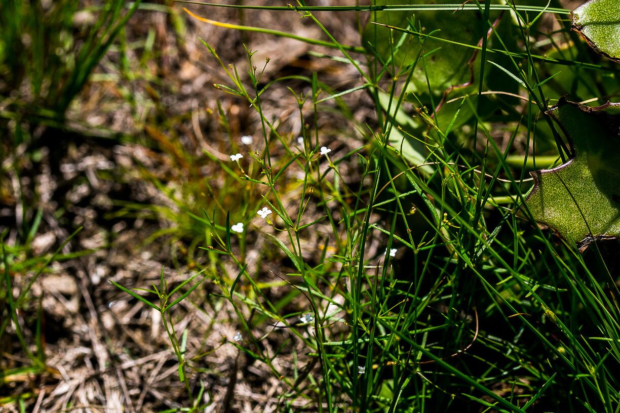 Oldenlandia rosulata — houseplant care guide