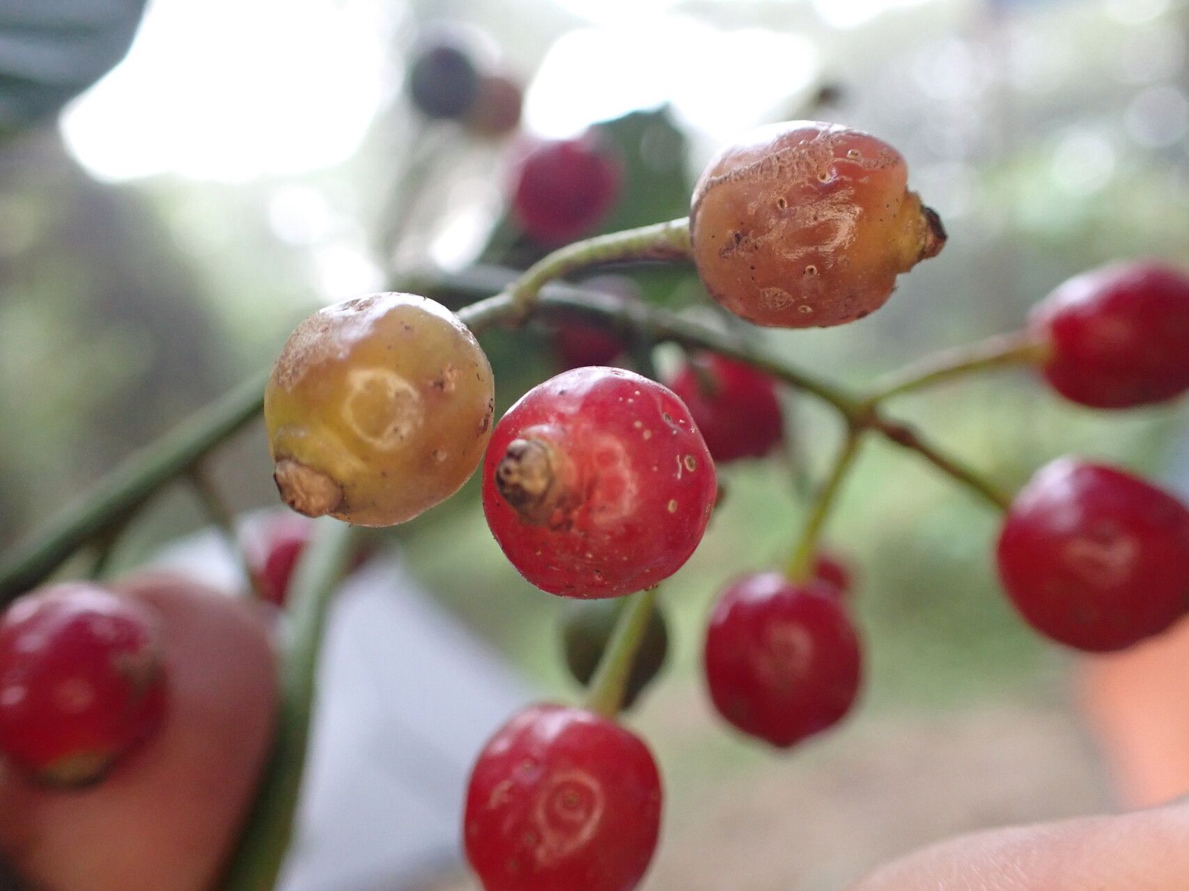 Psychotria nubicola fruit