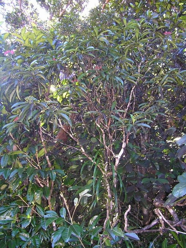 Psychotria belepensis habit