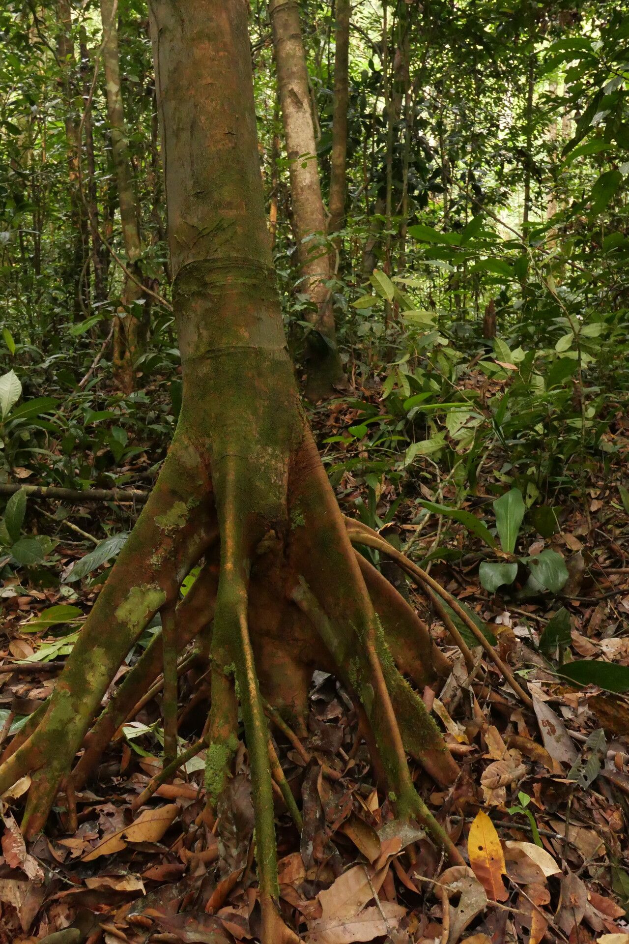 Xylopia globosa bark