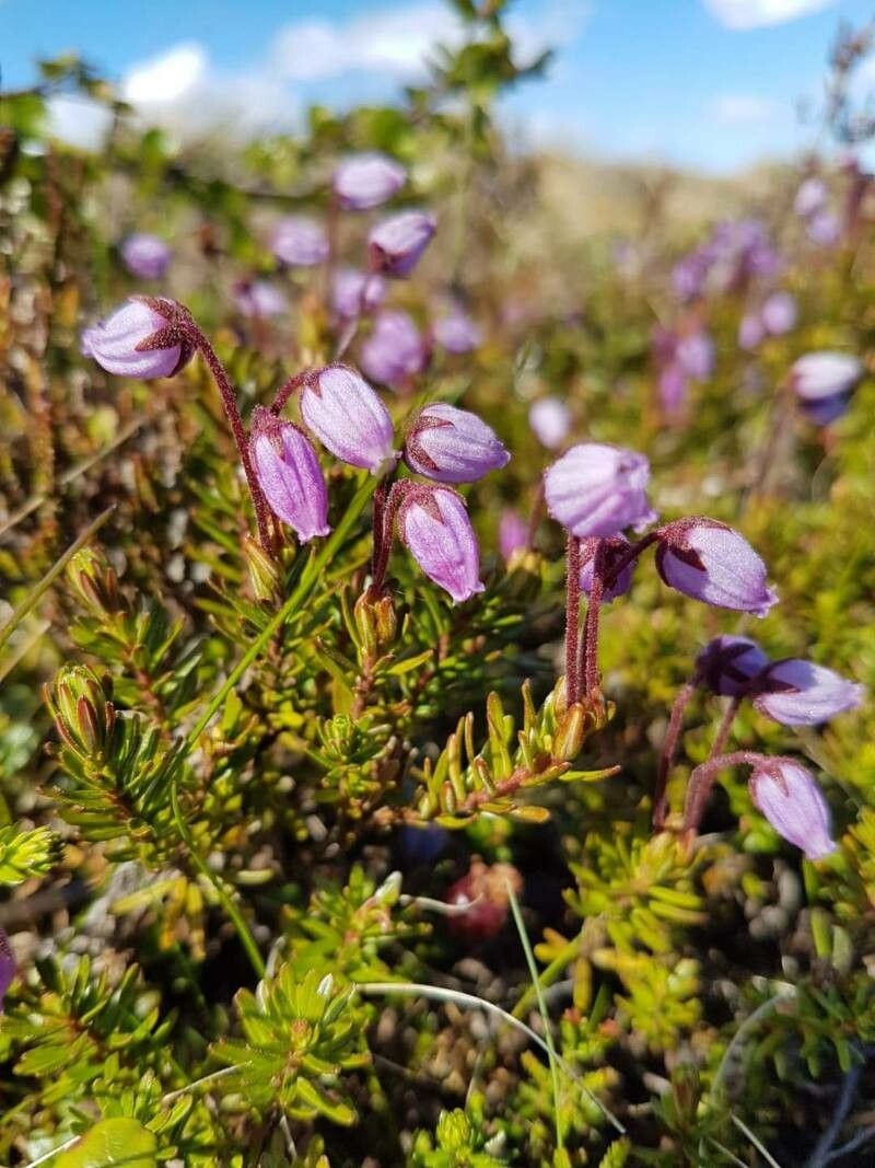 Phyllodoce caerulea flower