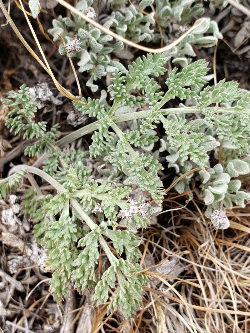 Lomatium canbyi — related species from the same genus