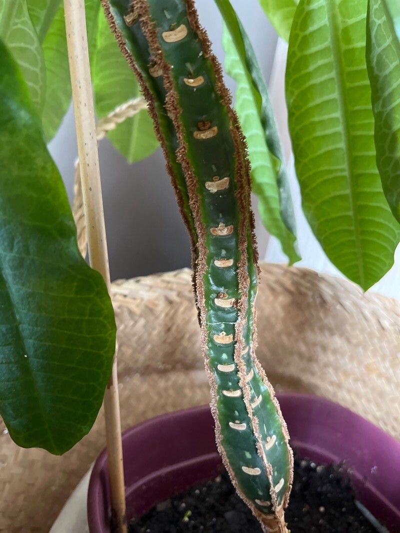 Euphorbia canuti habit