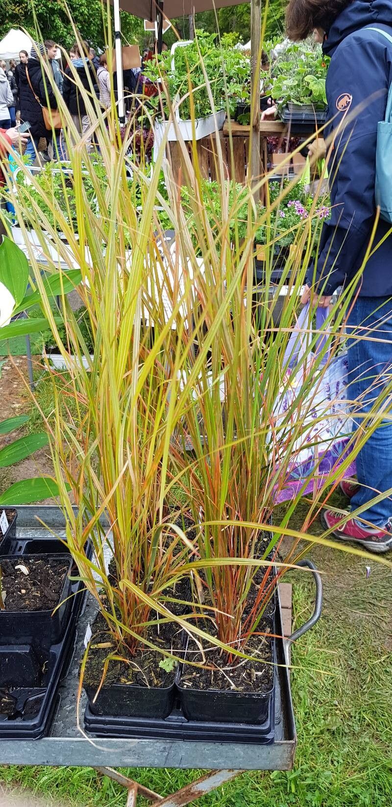 Anemanthele lessoniana habit