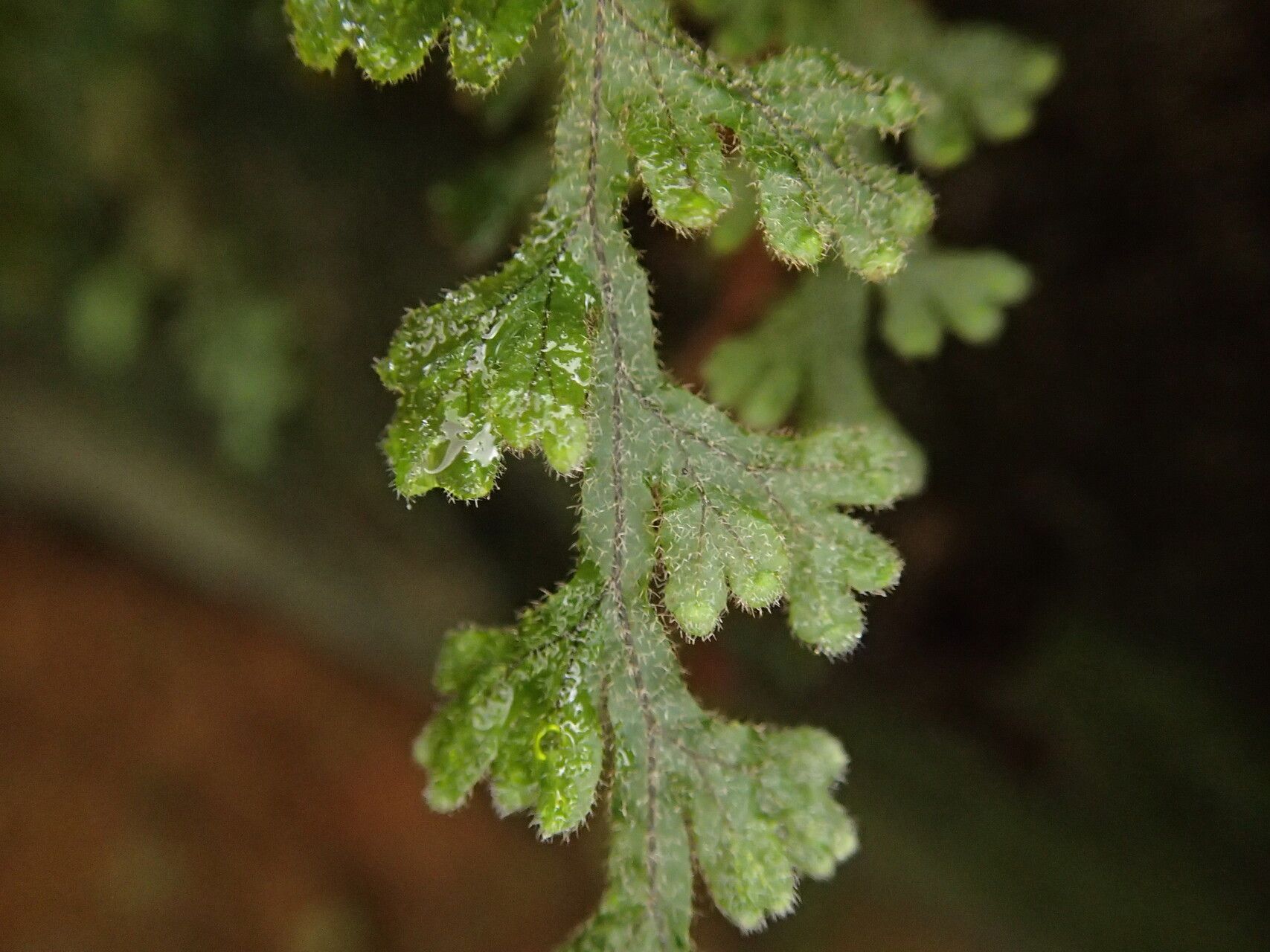 Hymenophyllum splendidum — houseplant care guide