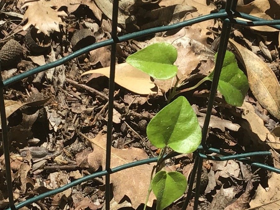 Aristolochia paucinervis leaf